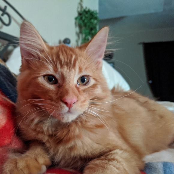 Lamp Cheap - Picture 7 of 8